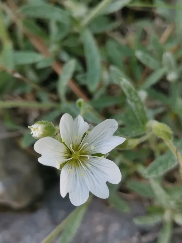 Cerastium Decalvans