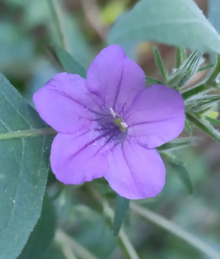 Ruellia Paniculata