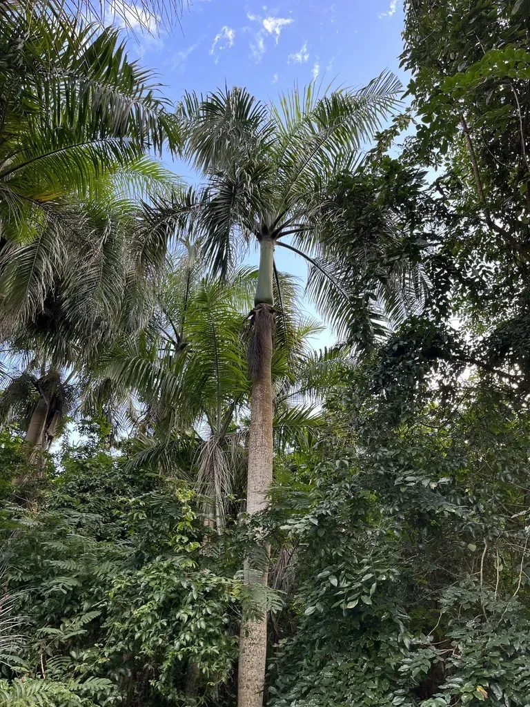 Puerto Rico Royal Palm