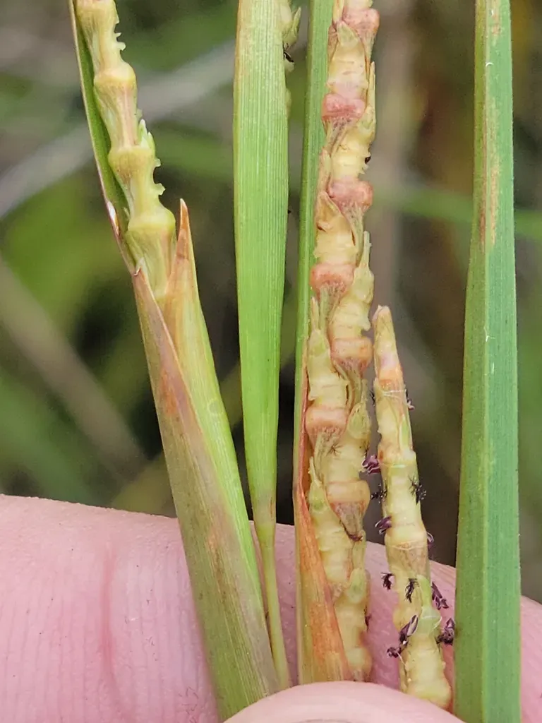 Wrinkled Jointtail Grass