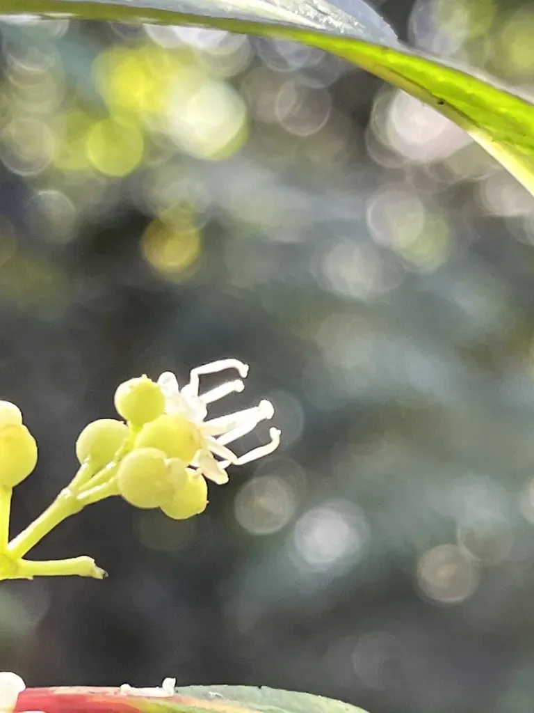 Miconia Borinquensis
