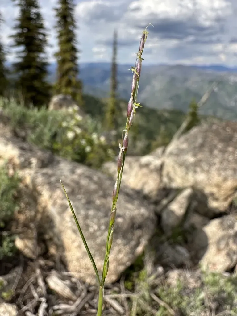 Little Ricegrass