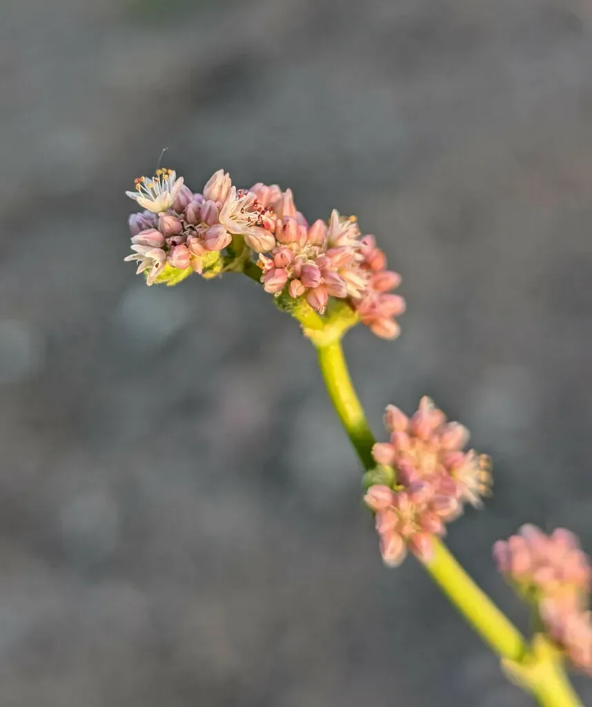 Volcanic Buckwheat