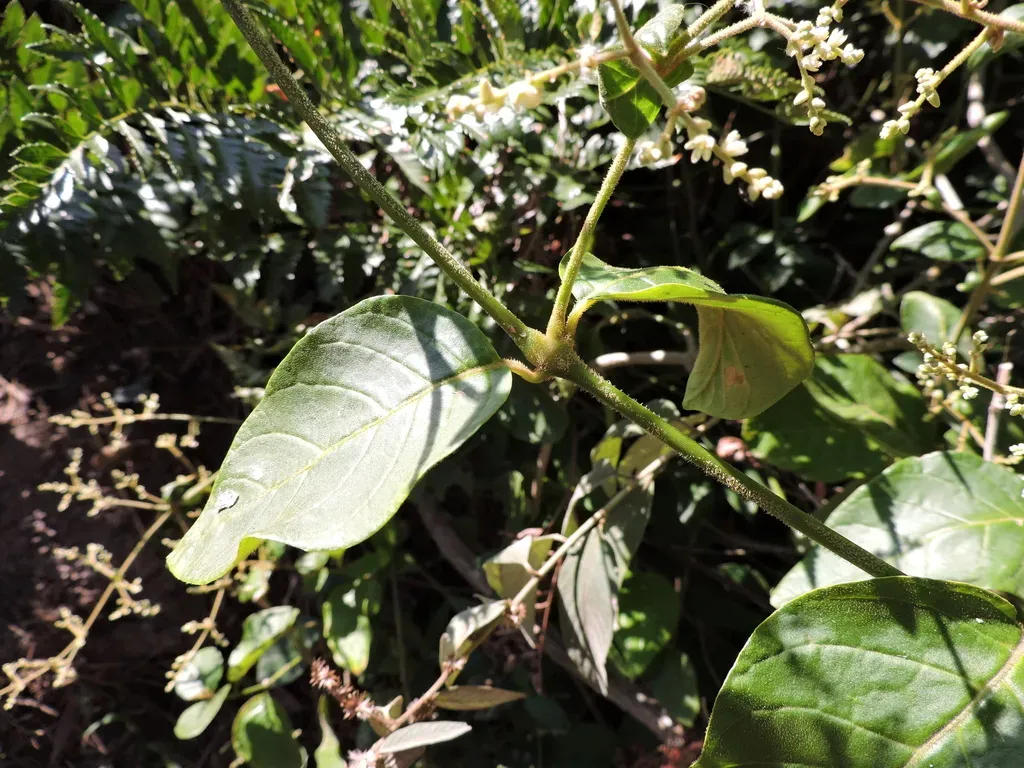 Hebanthe Pulverulenta