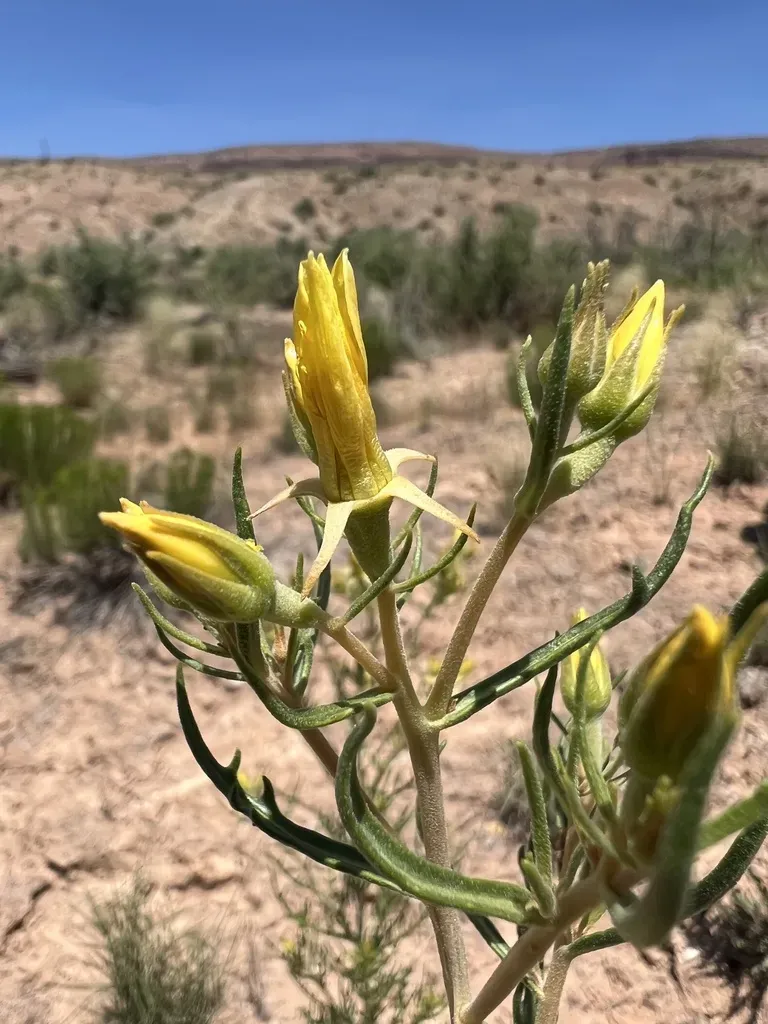 Paradox Valley Blazingstar