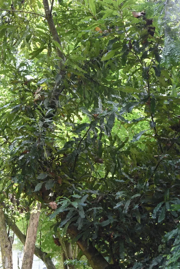 Queensland Macadamia