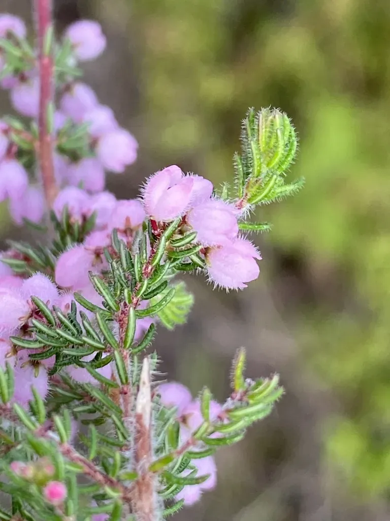 Hoary Heath