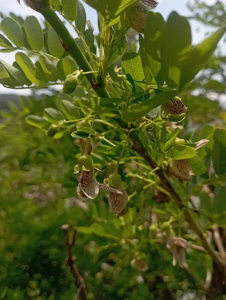 Ormocarpum Cochinchinense