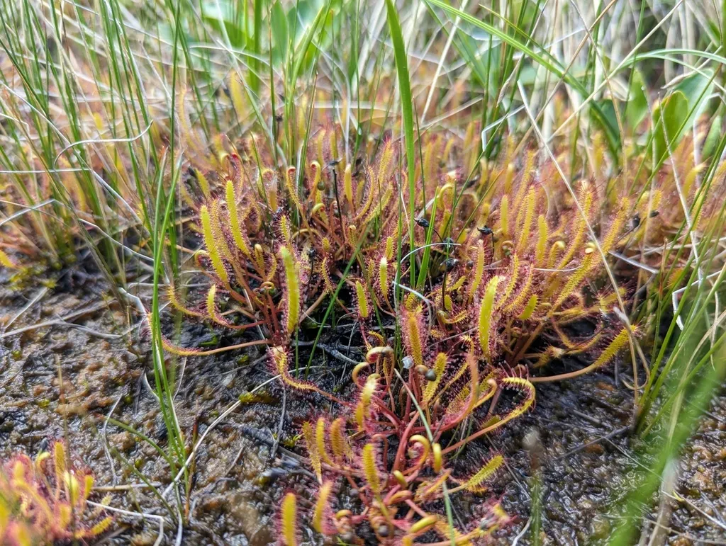 Linear-leaved Sundew