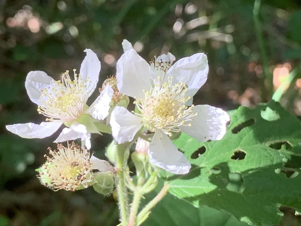 Rubus Scaber