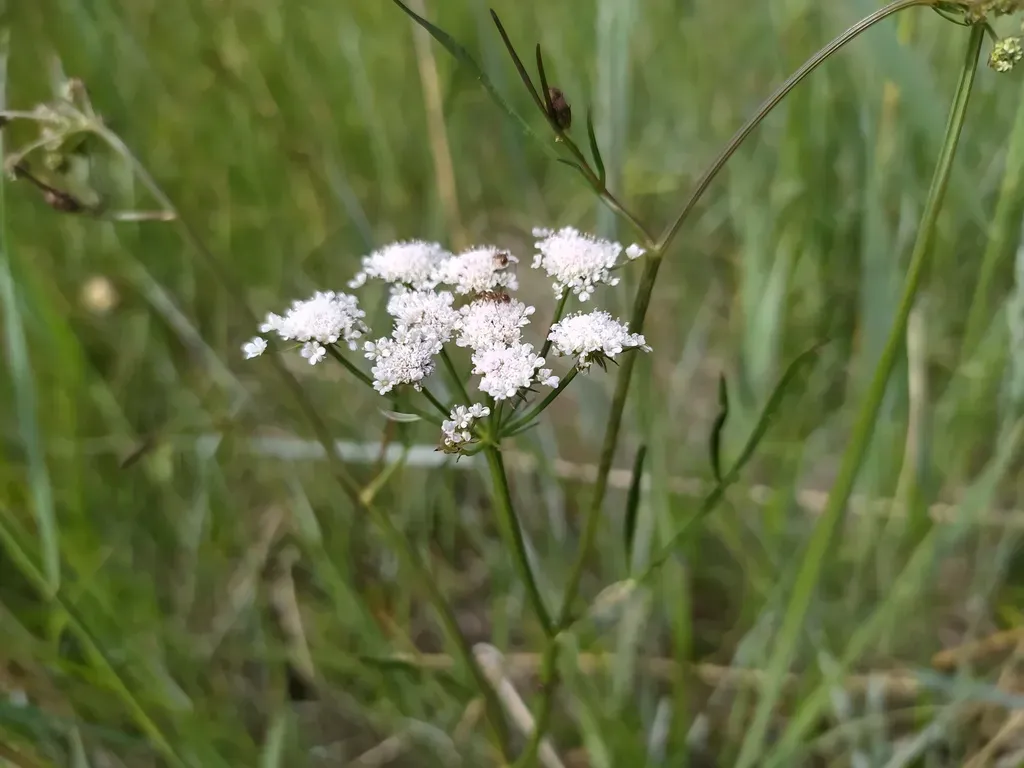 Parsley Water-dropwort