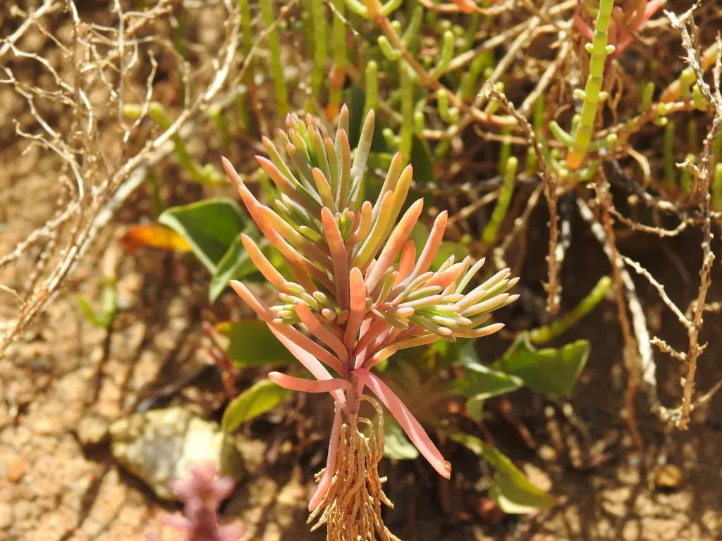 Suaeda Albescens