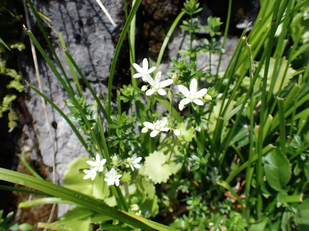 Round-leaved Saxifrage