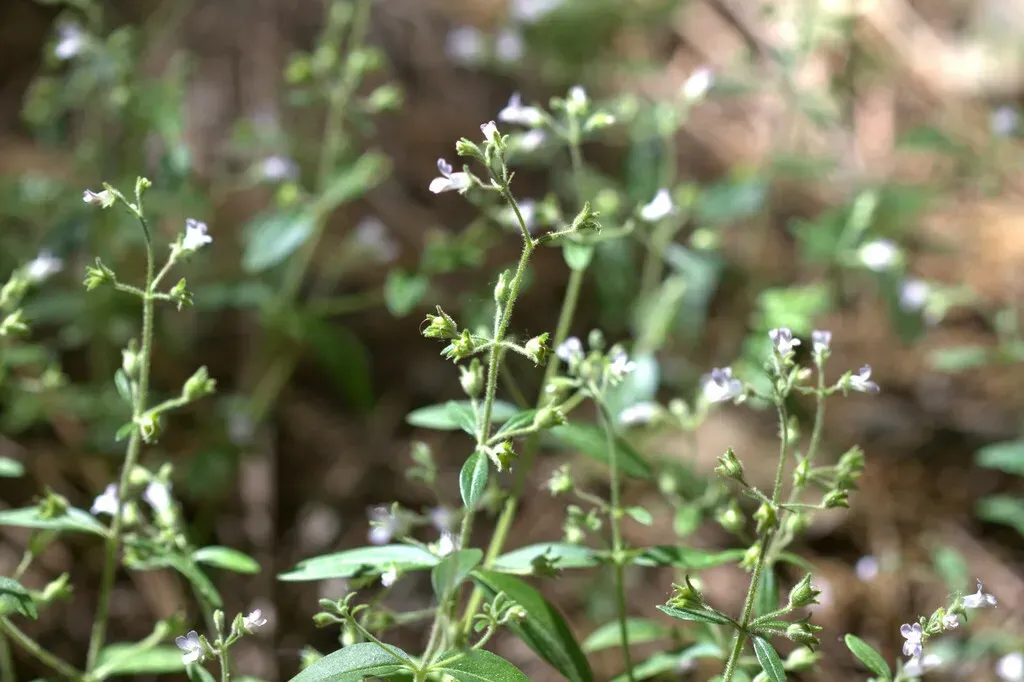 Child's Blue-eyed Mary