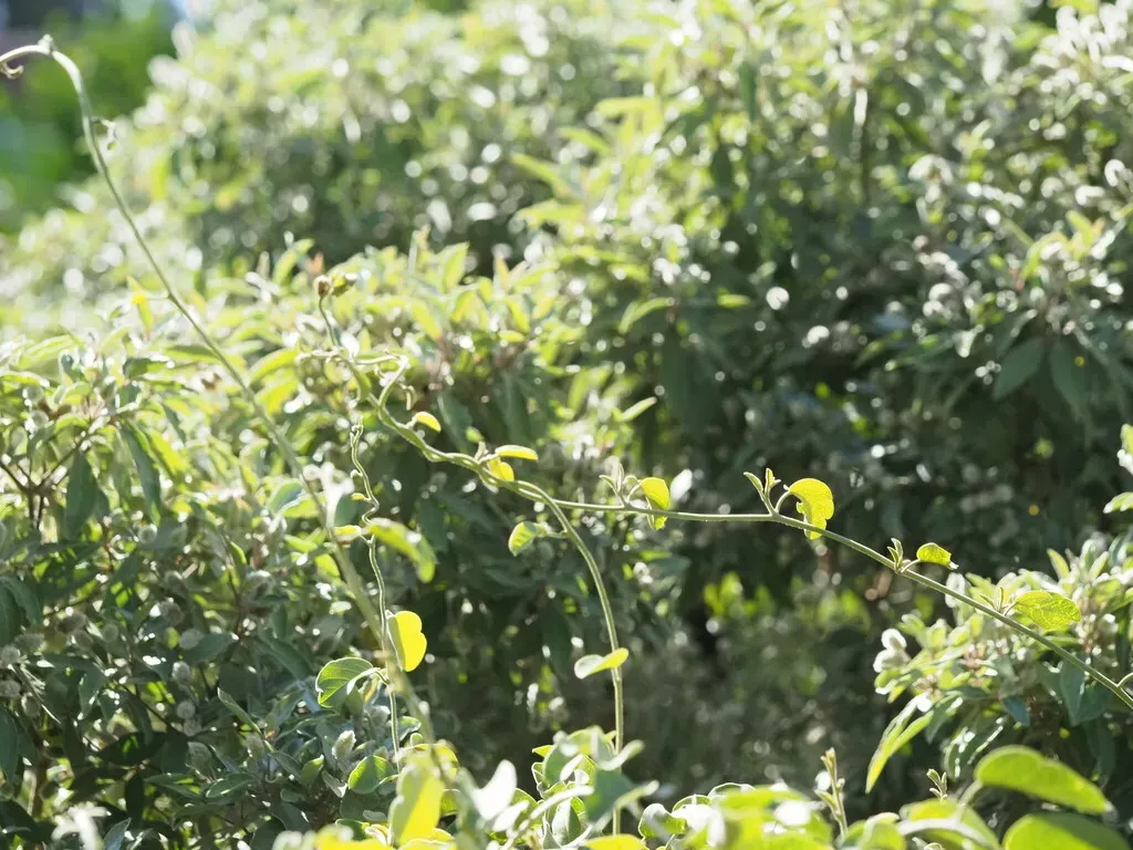 Hawaiʻi Lady's Nightcap