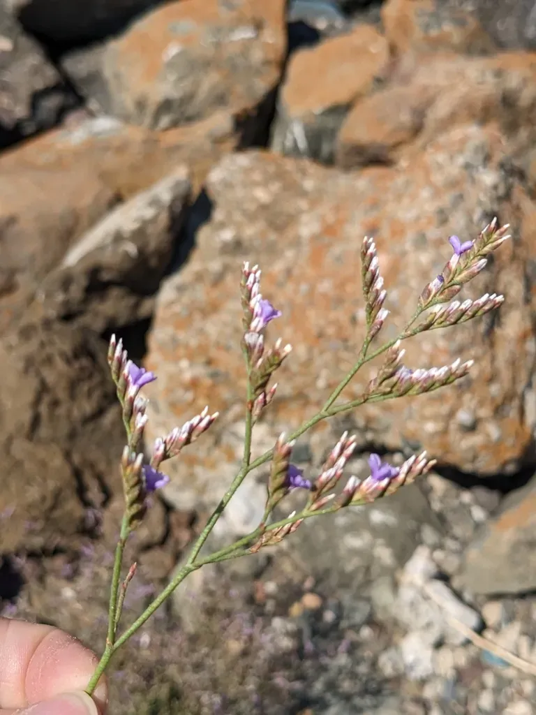 Algerian Sea Lavender