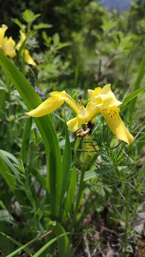 Yellow Mongolian Iris