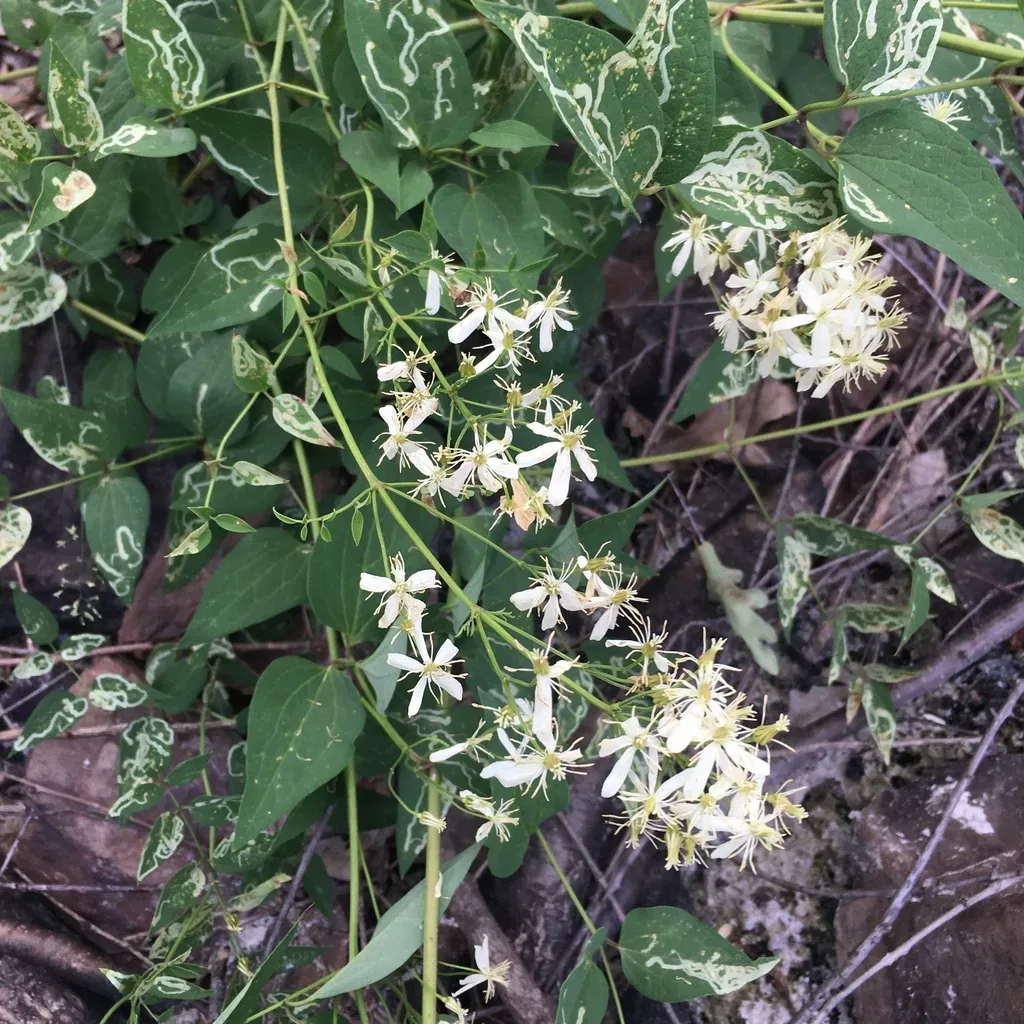 Ground Virgin's Bower