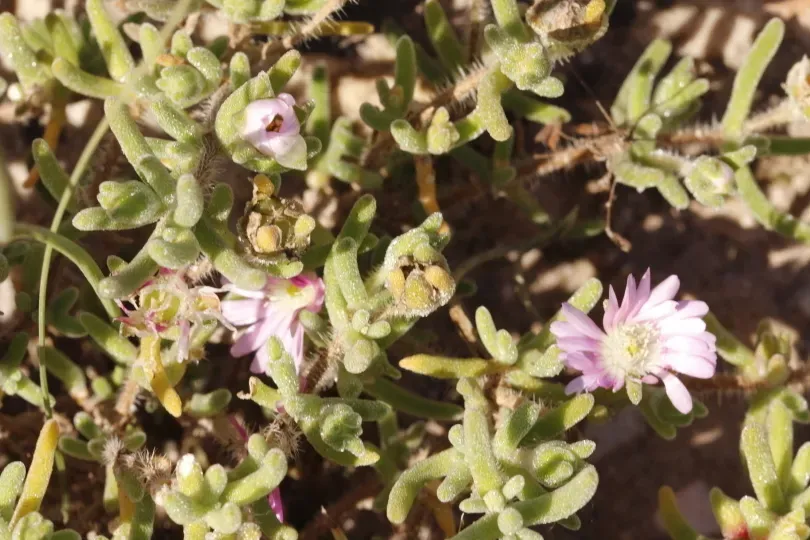 Drosanthemum Pulchellum