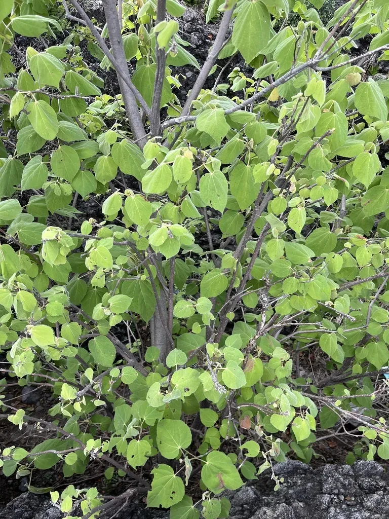 Heliocarpus Terebinthinaceus