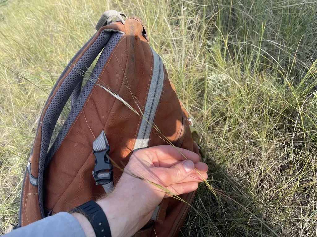 Western Porcupine Grass