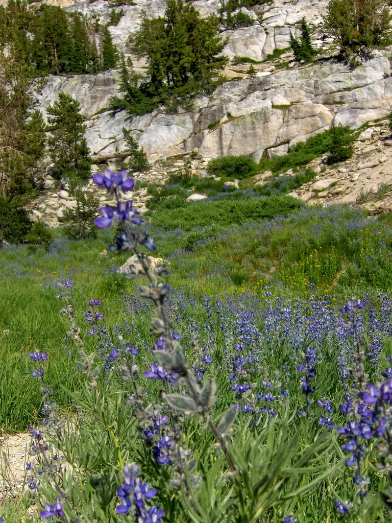 Shaggy Lupine