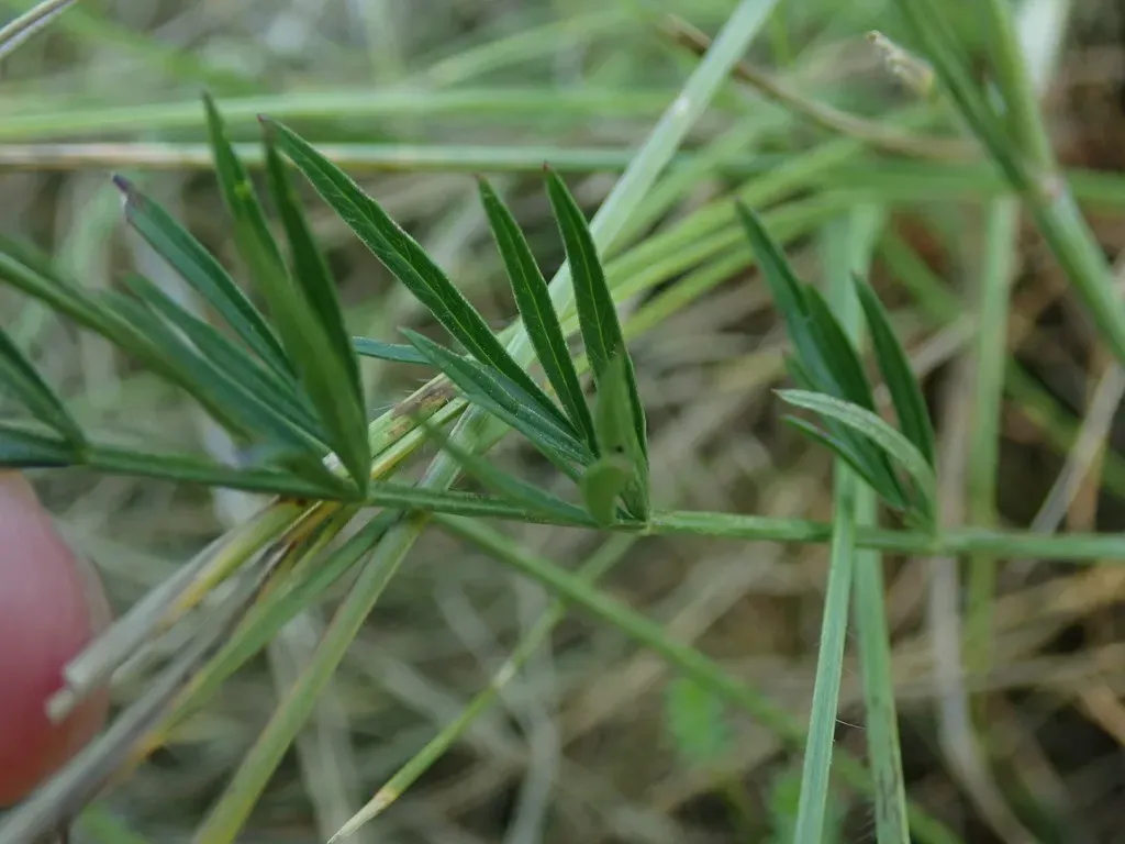 Peucedanum Carvifolia