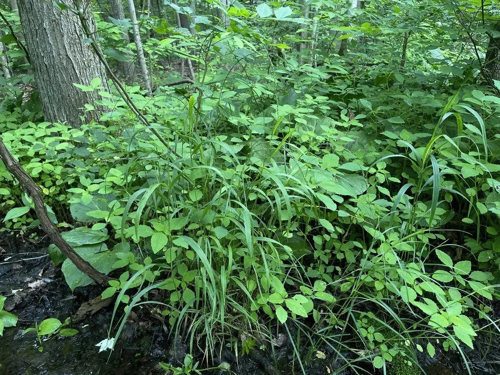 Northeastern Manna Grass