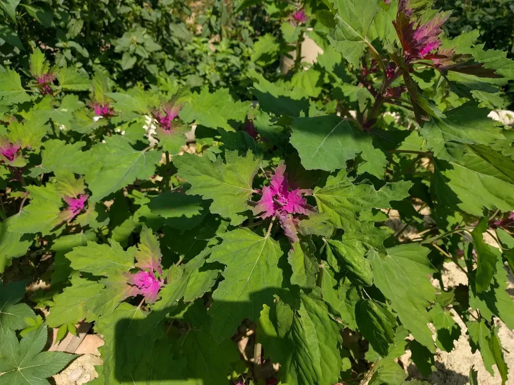 Chenopodium Formosanum