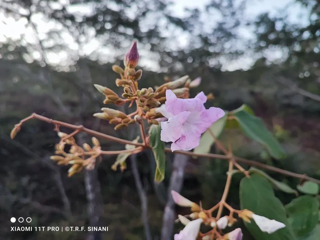 Fridericia Cinnamomea