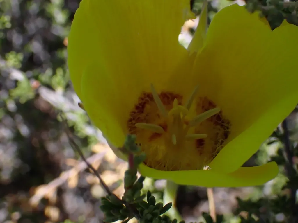 Golden Bowl Mariposa