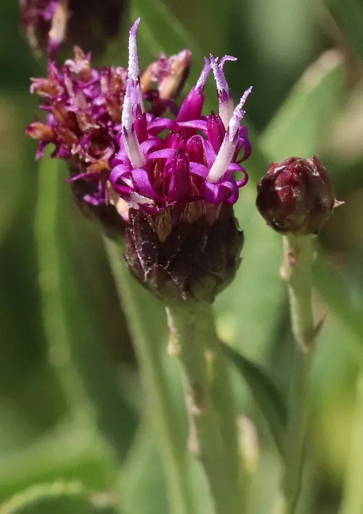 Plains Ironweed