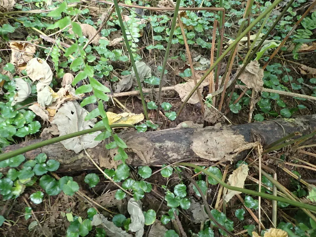 Dennstaedtia Flaccida