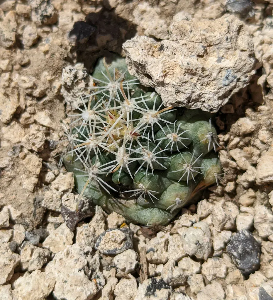 Nye County Fishhook Cactus