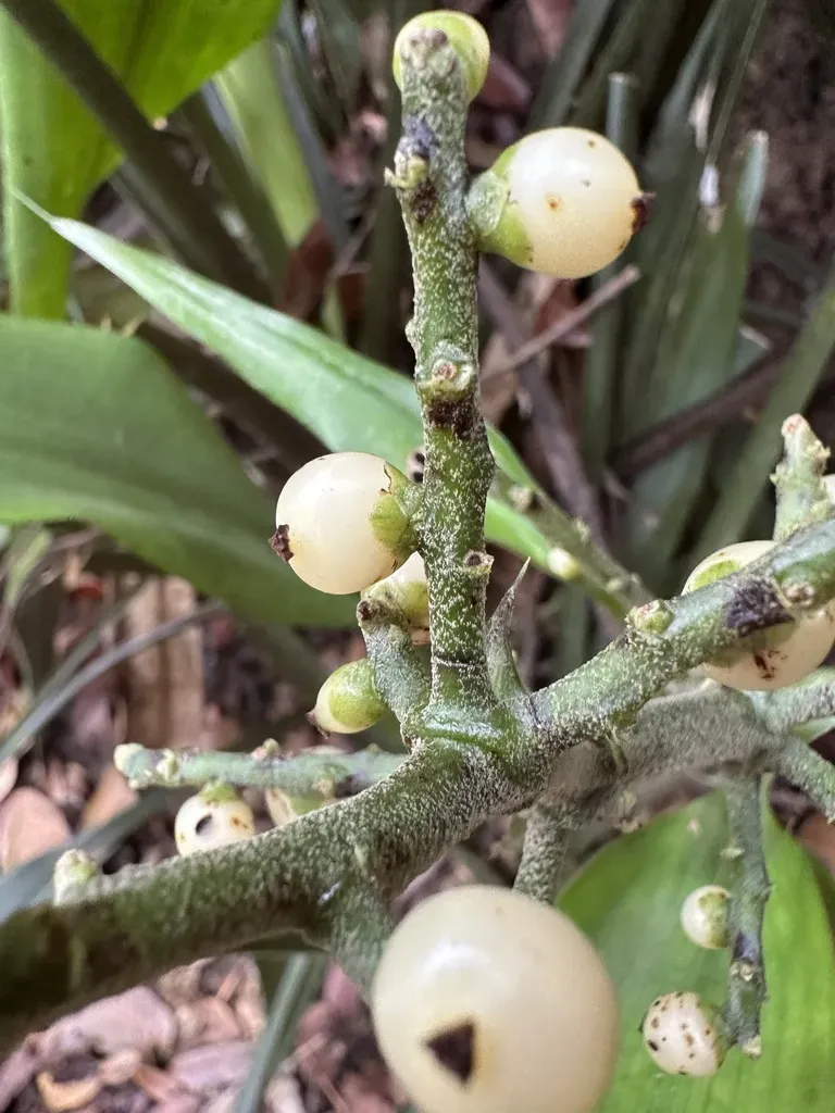 Hanguana Triangulata