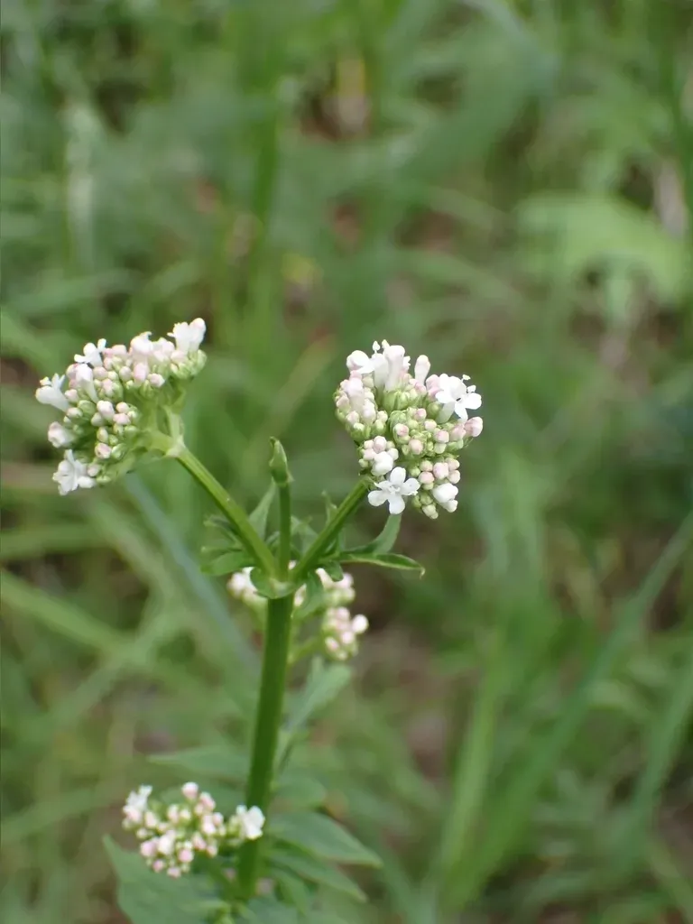 Valerian