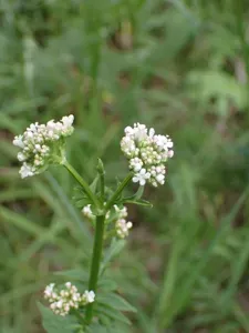 Valerian