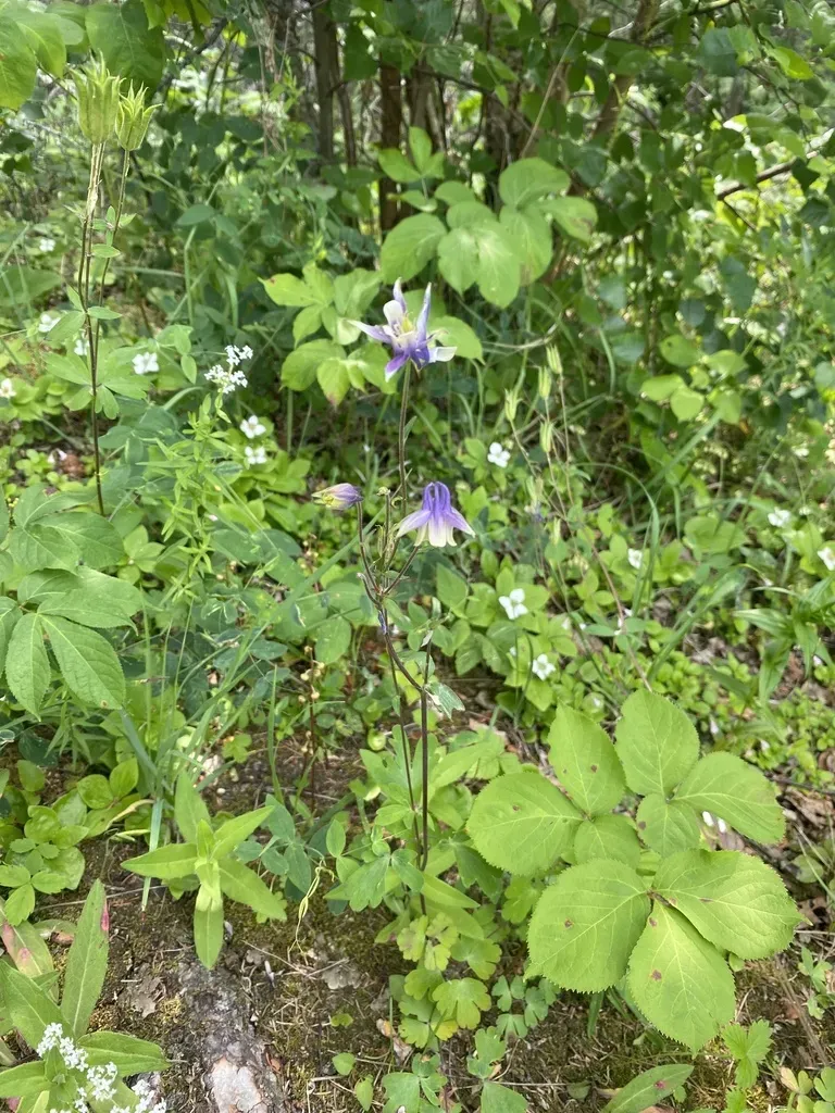 Smallflower Columbine