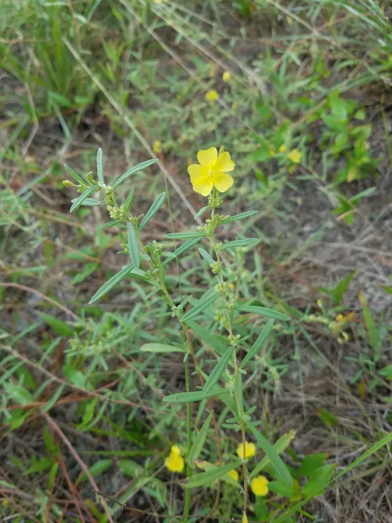 Rosemary Frostweed