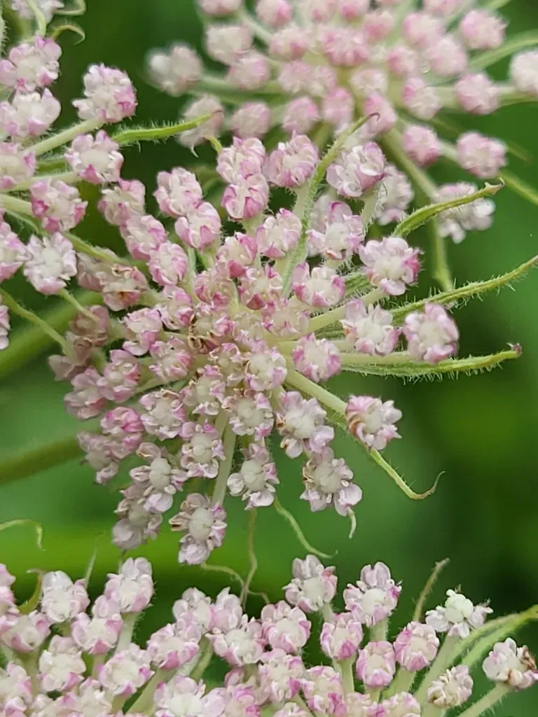 Seseli Transcaucasicum