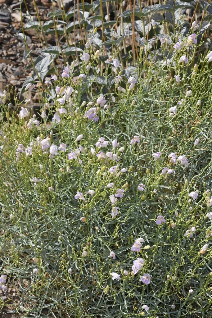 Death Valley Beardtongue