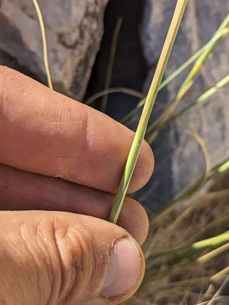 Mormon Needle Grass