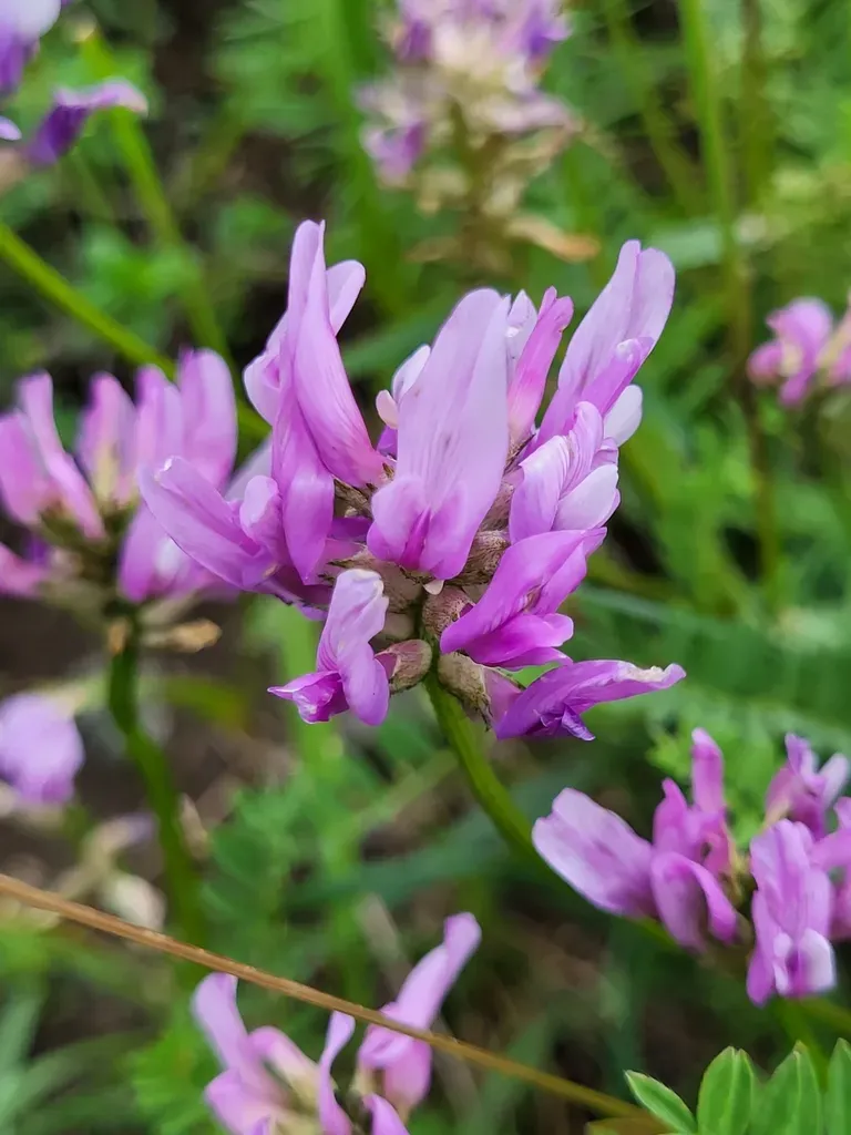 Astragalus Arguricus