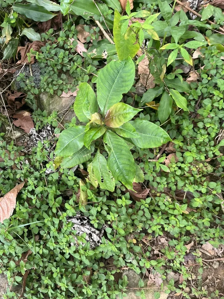 Palicourea Brachiata