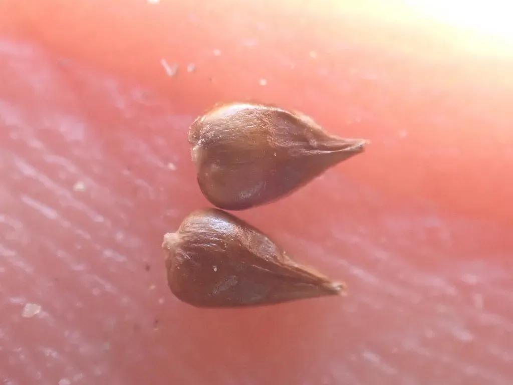 Clustered Field Sedge