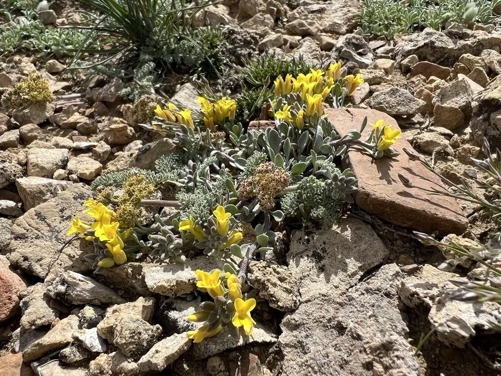 King Bladderpod