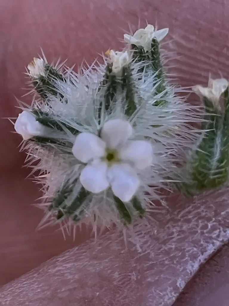 Torrey's Cryptantha