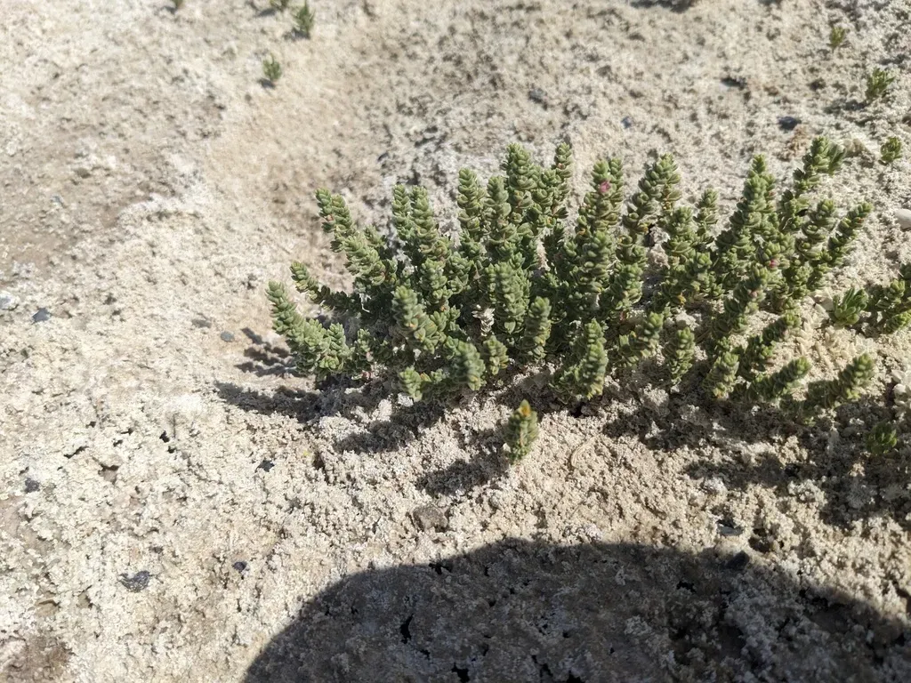Amargosa Niterwort