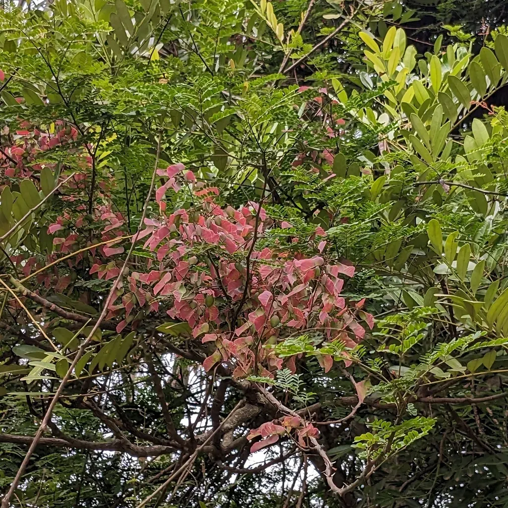 Pterolobium Hexapetalum