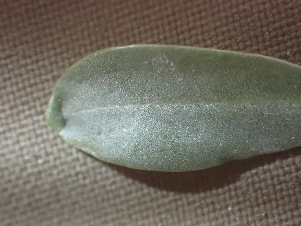 Spring Mountains Rockcress